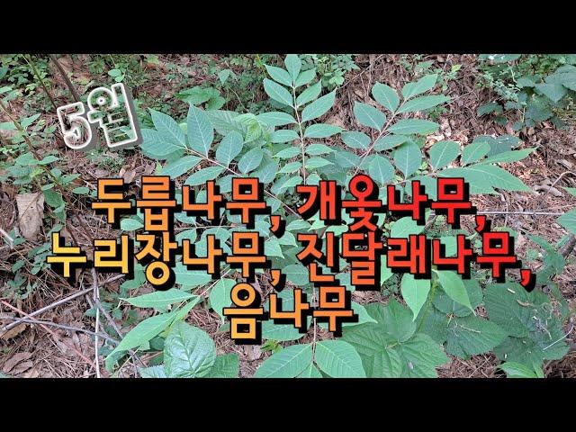 주경야독 이정희 산림기사실기 산림산업기사실기 작업형 하층식생 수목감별 식물 두릅나무 개옻나무 누리장나무 진달래나무 음나무