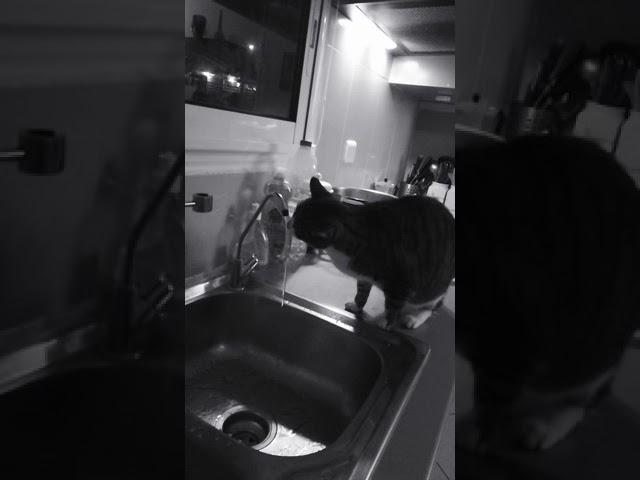 Vidéo chat mignon