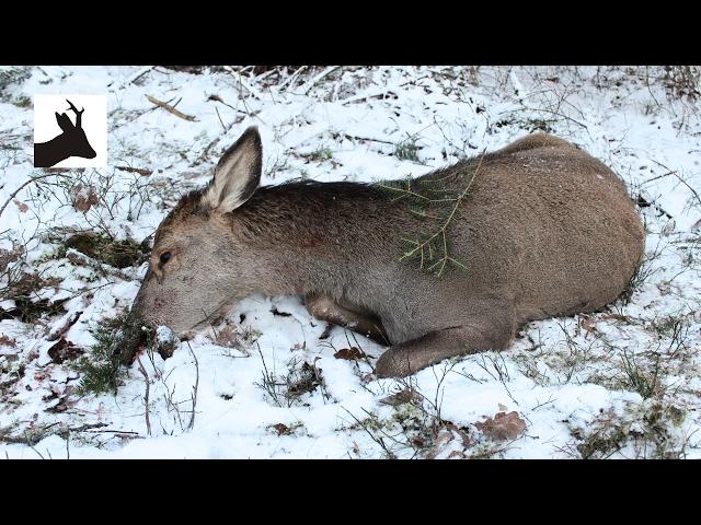 Woodland red deer hunting - Polowanie na jelenie 2017 - Hirschjagd - Chasse aux Cerfs