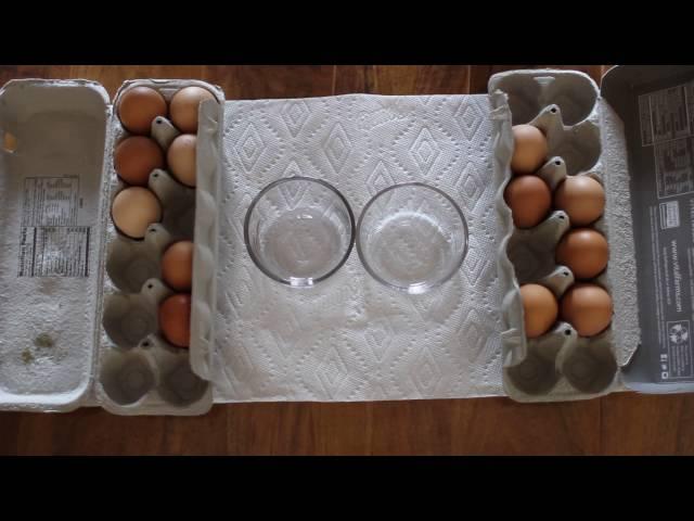 Pasture Raised Eggs - Vital Farms VS Handsome Brook Farms