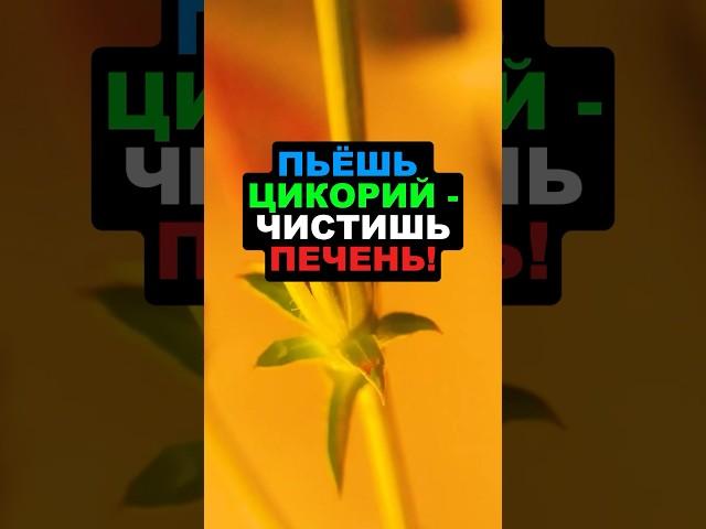 Пьешь цикорий - чистишь печень! #цикорий #здоровье #рецепты #похудение #еда #витамины #пп #суперфуд
