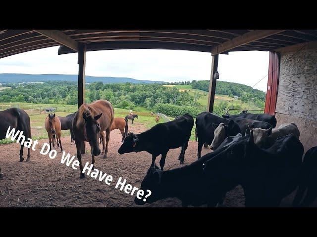 We Have Some Unexpected Company | Cows In The Horse Pasture