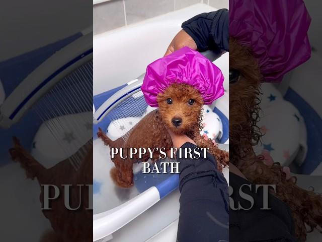 Cute puppy bath routine #ASMR #puppy #puppybathroutine #dogbath #dogmom #asmrsounds #satisfying