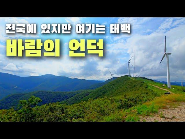 (전망대 일방통행 안내 포함) 해발 1304m 매봉산 배추밭, 바람의 언덕 (태백 매봉산 풍력발전단지, 풍차) 태백여행. Korea's Highland Cabbage Patch.