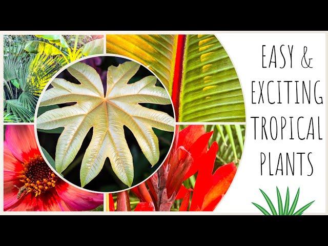 Easy Tropical Style Plants for Starting Your Garden!