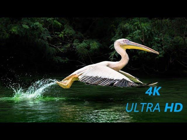 IMPRESSIVE ANIMALS 8K ULTRA HD