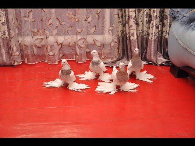 Бойные голуби Казахстана / Pigeons of Kazakhstan (Хасан касымов , Алматы, Казахстан )