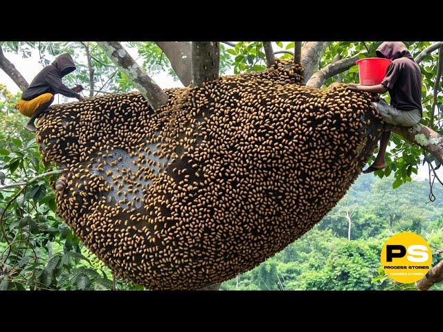 You Won't Believe How Farmers Harvest Millions of tons of Honey from dangerous cliffs