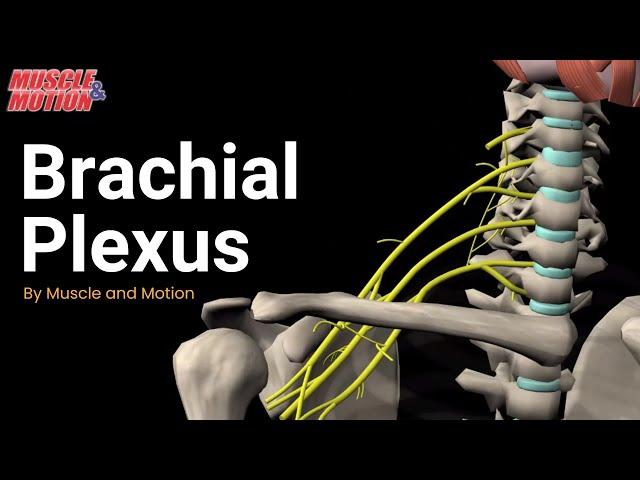 Brachial Plexus