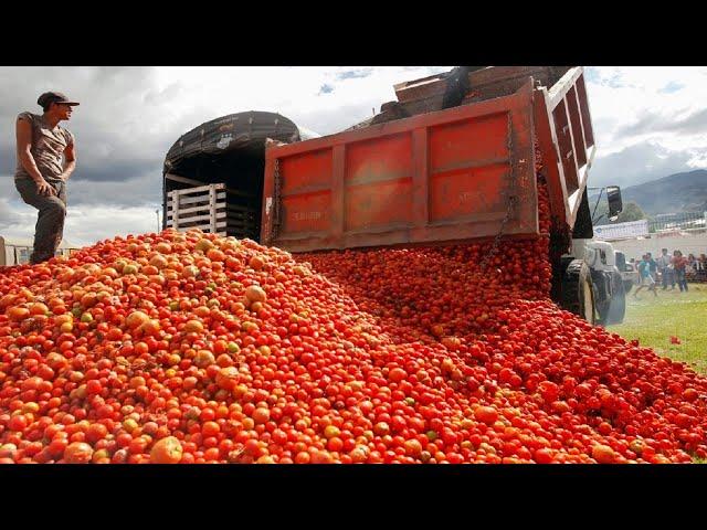 Amazing Modern Tomato Farming Tomato Harvesting Machine Automatic Tomato Agriculture Technology 2021