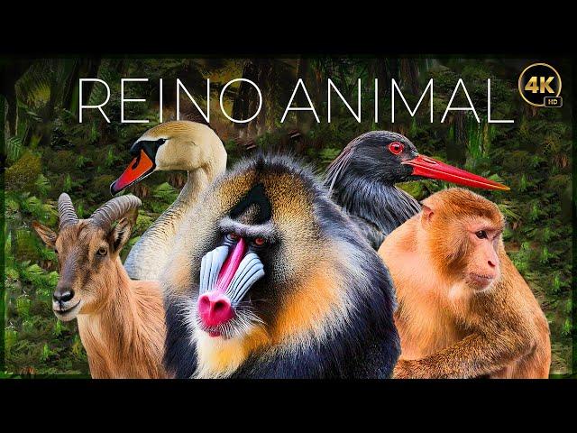 REINO ANIMAL: VIDA SALVAJE - EPISODIO 1 | DOCUMENTALE COMPLETO