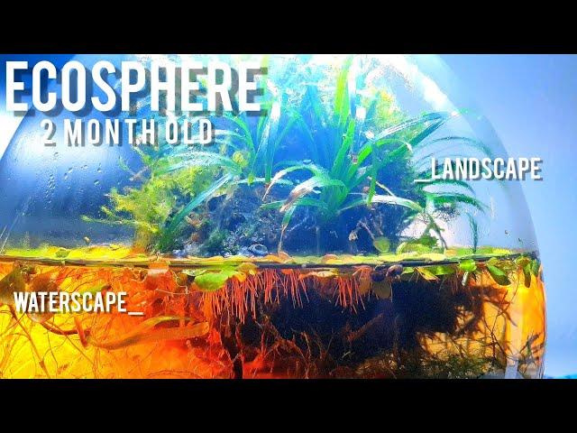 ECOSPHERE with land- and waterscape | 2 month old