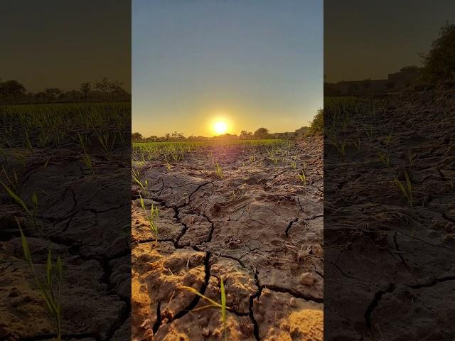 Sun ️ view from Wheate Field  #shorts