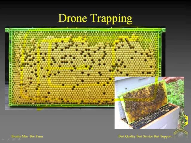 IPM Techniques...Integrated Pest Management