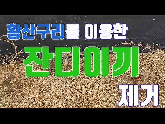 황산구리를 이용한 잔디 이끼 제거