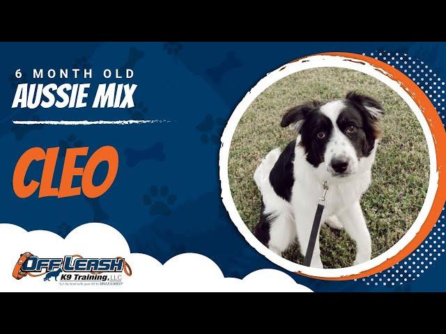 6 Month Old Aussie/Great Pyrenees Mix|Best Aussie Mix Training|Off Leash K9|Board & Train| Missouri