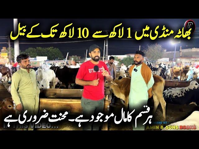Bhatta Mandi Main 1 lakh sy 10 lakh Tk ky bail Mojood - live Bargaining Qurbani - Cow Mandi Pakistan