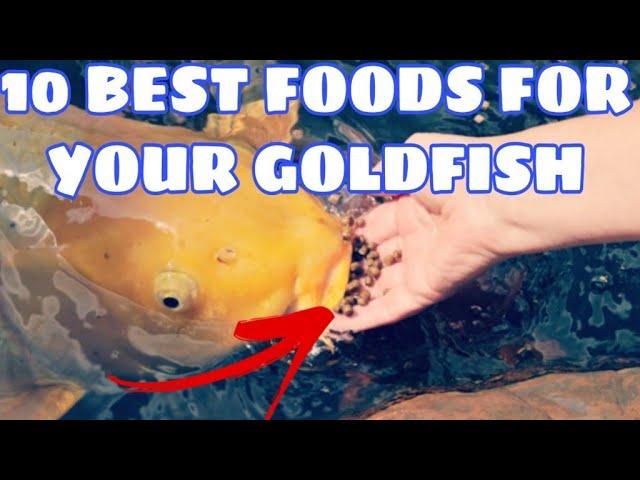 10 Best foods for your goldfish | Prathmesh Aquatics