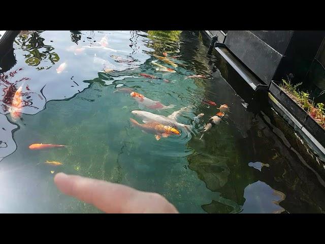 Spotting a sick Koi, how? Simple.