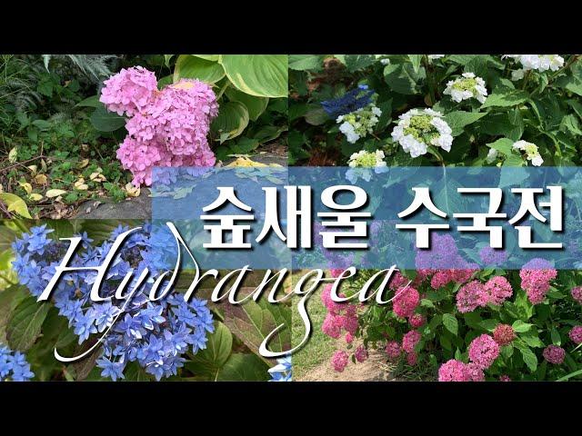 숲새울 수국전/6월수국/Hydrangea