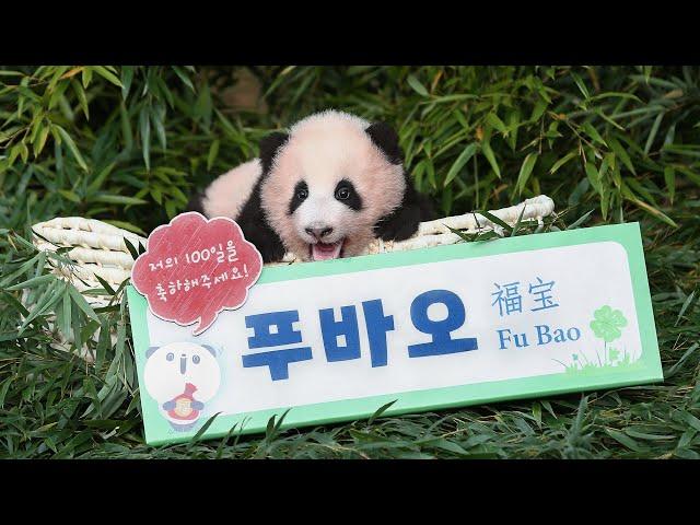 [속보] 에버랜드 아기판다 이름발표 현장 대공개!(Baby Panda)