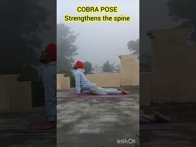 Cobra Pose  #yoga #fitness #homeworkout #yogapractice #homeexercise #shorts