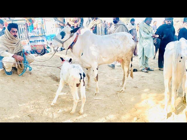 Domail mandi 2024 latest update ll taxila mandi ll dhani cows ll jamil tv ll