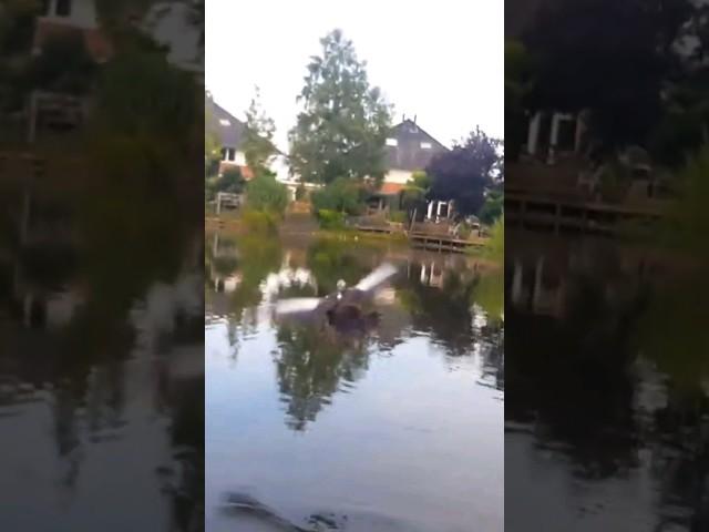 Flying Muscovy duck