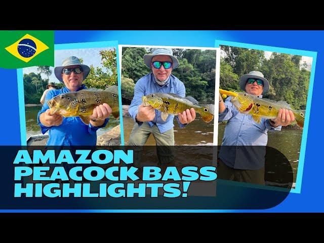 Unbelievable Amazon Adventure Peacock Bass Fishing in Brazil