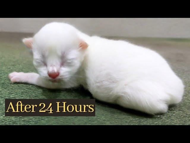 Newborn Kittens 1 Day Old White Lovely Kitten Baby Cat Pudding and Meowing || Cute Teddy Kitten ️