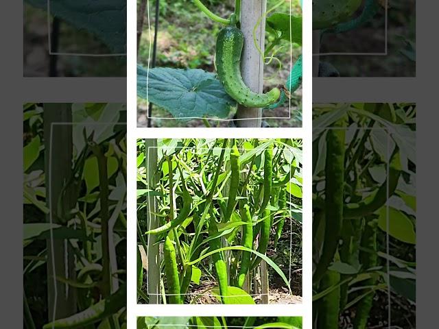 지금 #청청아 #텃밭 에는 ️️구독좋아요#농부#농부가수#한소리밴드 #농바우밴드