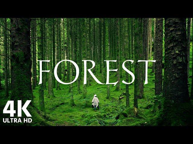 Forest 4K - Nature Sounds Bath with Relaxing Music - 4k Video HD Ultra