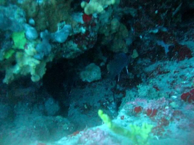 akti kalogrias diving halkidiki