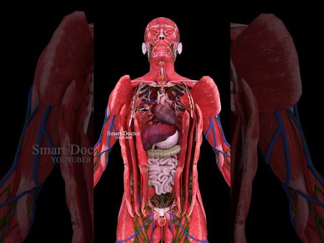 Unveil Your Body's Secrets | Best Anatomy Video 🫀