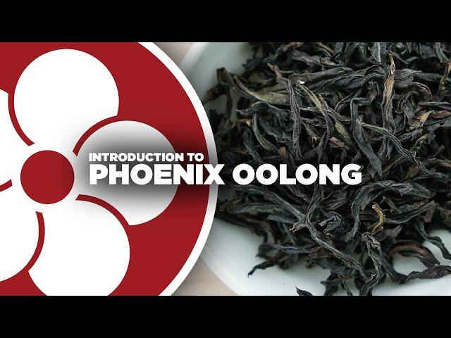 What is PHOENIX OOLONG? (a.k.a. Dancong)