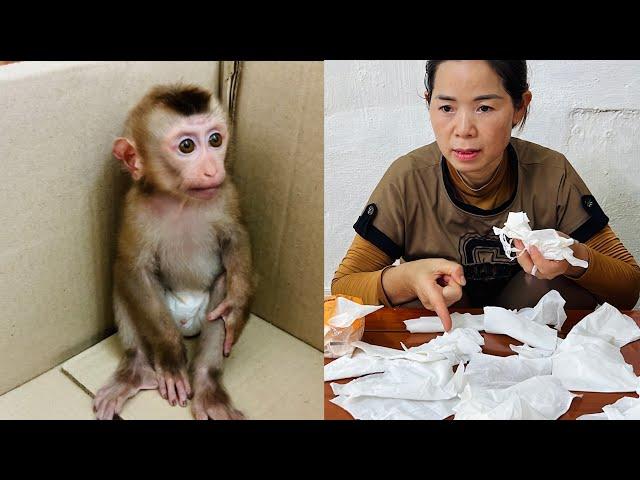 Tina the baby monkey got her mother into trouble and hid in a cardboard box.