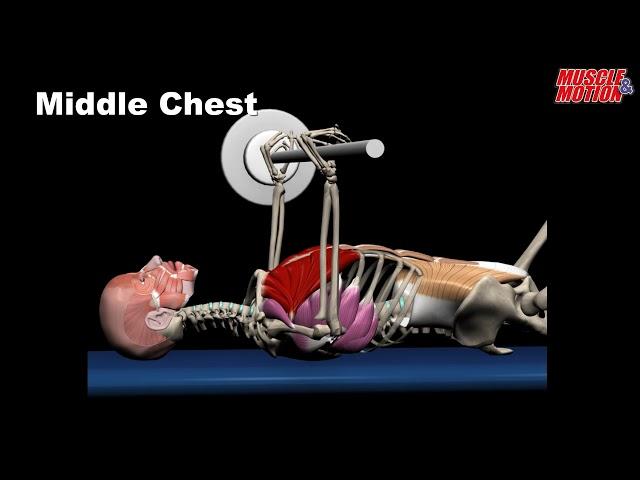 Build Your Best Chest