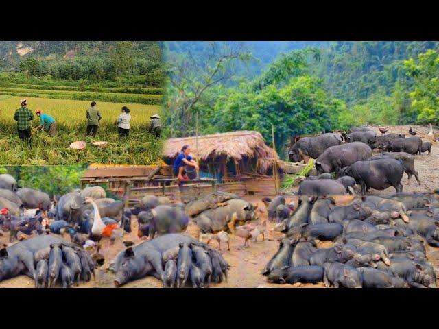 Taking care of the pigs, selling the pigs to hire people to harvest rice, living in the forest