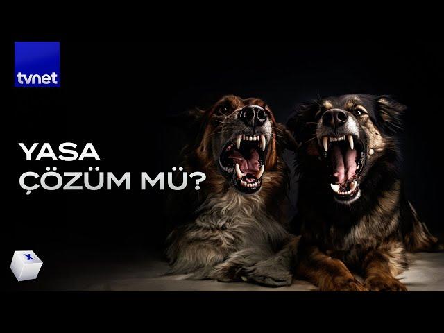 Sokak köpekleri uyutulmalı mı? | Yasa ne diyor?