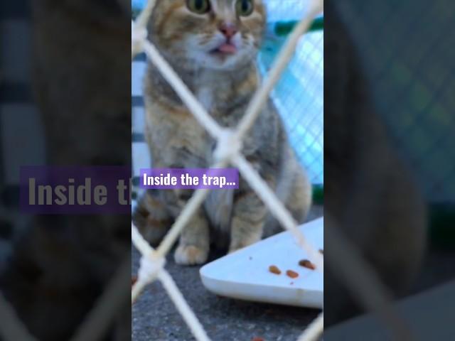 Cat trapping scenes trap neuter return #cat #tnr #shorts