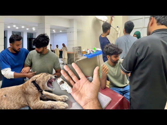 Lion Ny Sabtain Ko Hospital Pahuncha DiyaBht Buri Tariky Se Attack Kya