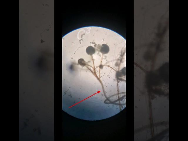 Mucor | mold | Saprophytic | fungus #c³ #experiment