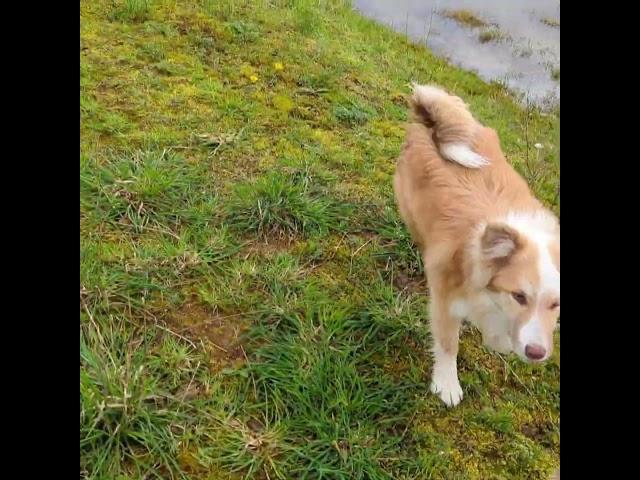 Steinunn's Kennel ️ Adventure playground  #steinunns_kennel #icelandicsheepdogs #islandhunde