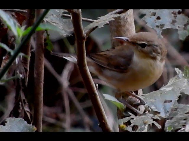 Blyth's Reed Warbler Bird