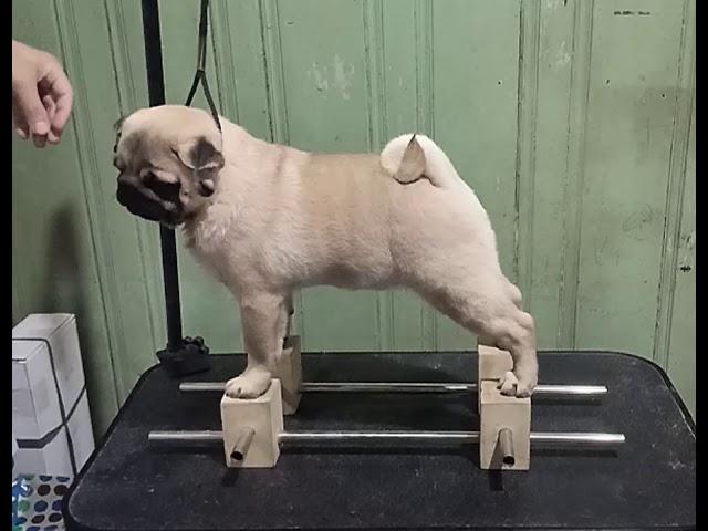 Daniel the Pug on Stacker!