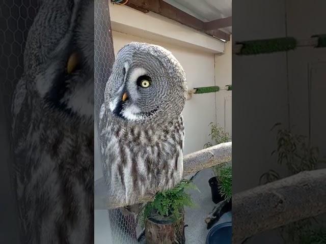 Great Grey Owl on high alert #shorts #birds #owl