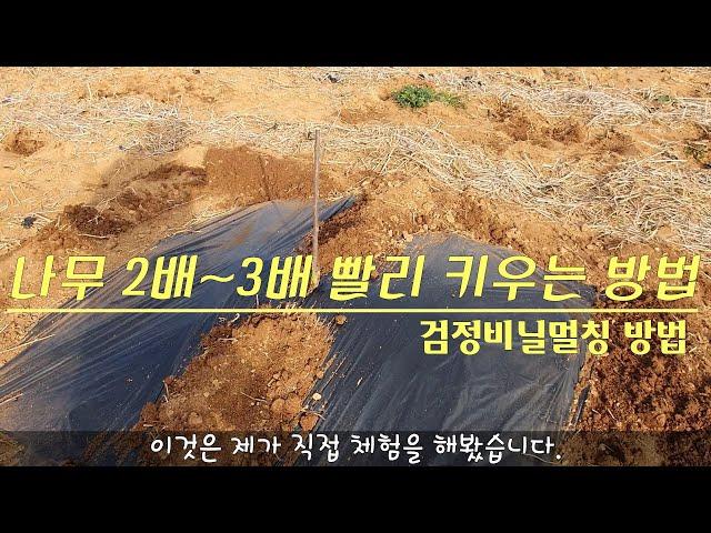 나무 2배 빨리 키우는 방법 - 2. 검정비닐멀칭 (비닐멀칭 방법, 잘못된 비닐멀칭, 나무가 잘 자라는 이유, 비닐멀칭의 효과)