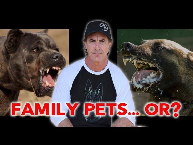 Dangerous Dogs or Family Pets