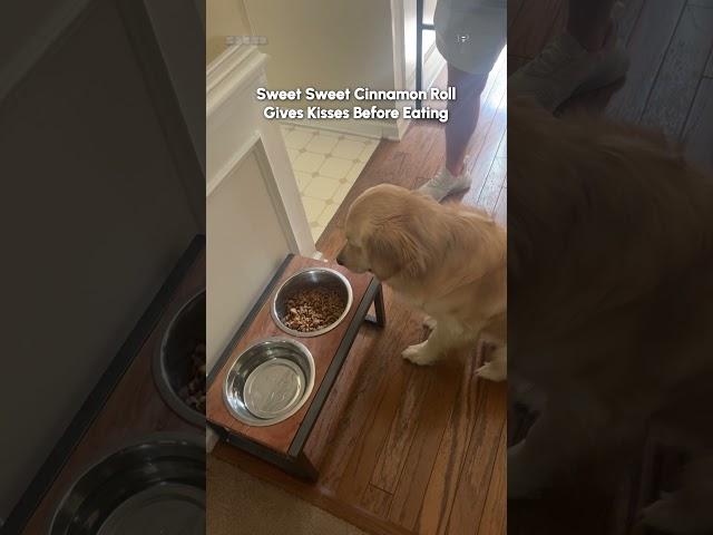 Adorable Dog Waits for Kiss Before Eating