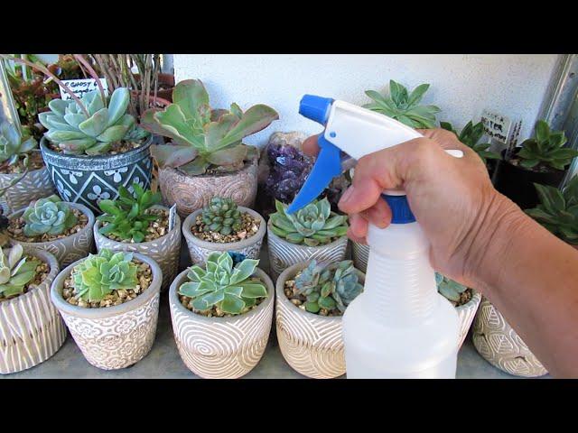 Easiest Way To Water Succulents In Pots